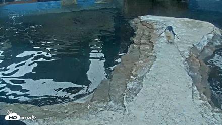 Birch Aquarium Penguin Exhibit Live Webcam - Oct 1, 2026, 9:28am PDT