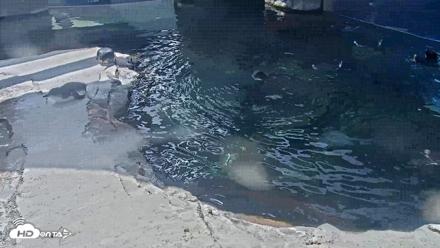 Birch Aquarium Penguin Exhibit Live Webcam - Sep 24, 2026, 1:39pm PDT