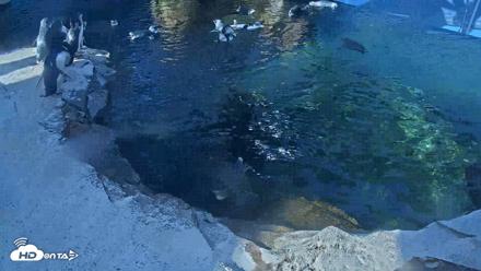 Birch Aquarium Penguin Exhibit Live Webcam - Oct 5, 2026, 9:26am PDT
