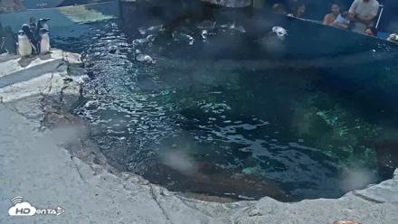 Birch Aquarium Penguin Exhibit Live Webcam - Sep 26, 2026, 2:24pm PDT