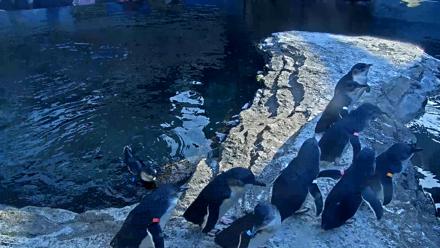 Birch Aquarium Penguin Exhibit Live Webcam - Nov 30, 2025, 2:59pm PST