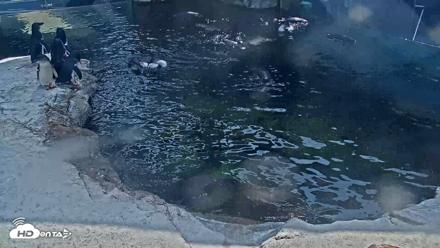 Birch Aquarium Penguin Exhibit Live Webcam - Aug 10, 2026, 3:20pm PDT
