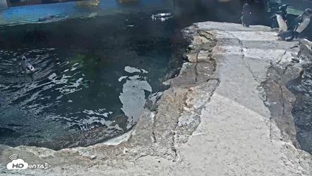 Birch Aquarium Penguin Exhibit Live Webcam - Oct 1, 2026, 1:23pm PDT