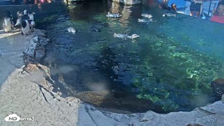Birch Aquarium Penguin Exhibit Live Webcam - Sep 25, 2026, 9:57am PDT