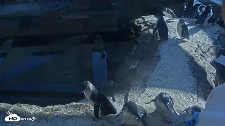 Birch Aquarium Penguin Exhibit Live Webcam - Oct 26, 2026, 3:37pm PDT