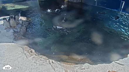 Birch Aquarium Penguin Exhibit Live Webcam - Sep 11, 2026, 1:39pm PDT