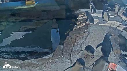 Birch Aquarium Penguin Exhibit Live Webcam - Sep 22, 2026, 3:24pm PDT