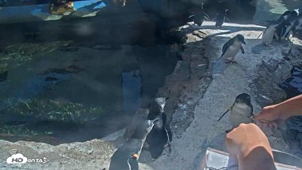 Birch Aquarium Penguin Exhibit Live Webcam - Sep 3, 2026, 3:16pm PDT