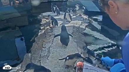 Birch Aquarium Penguin Exhibit Live Webcam - Sep 22, 2026, 3:24pm PDT