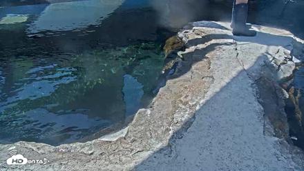 Birch Aquarium Penguin Exhibit Live Webcam - Oct 5, 2026, 11:11am PDT