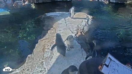 Birch Aquarium Penguin Exhibit Live Webcam - Sep 4, 2026, 10:03am PDT