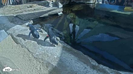 Birch Aquarium Penguin Exhibit Live Webcam - Sep 22, 2026, 3:25pm PDT