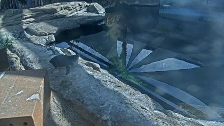 Birch Aquarium Penguin Exhibit Live Webcam - Dec 28, 2025, 12:01pm PST