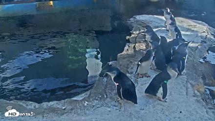 Birch Aquarium Penguin Exhibit Live Webcam - Sep 22, 2026, 4:07pm PDT