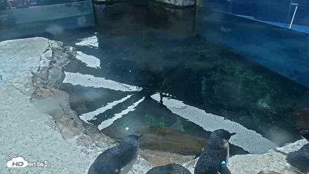 Birch Aquarium Penguin Exhibit Live Webcam - Oct 7, 2026, 3:09pm PDT