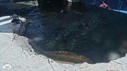 Birch Aquarium Penguin Exhibit Live Webcam - Sep 22, 2026, 12:39pm PDT