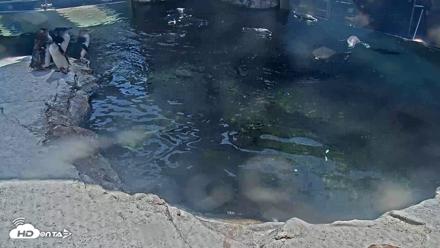 Birch Aquarium Penguin Exhibit Live Webcam - Aug 17, 2026, 2:47pm PDT
