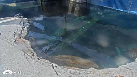 Birch Aquarium Penguin Exhibit Live Webcam - Sep 15, 2026, 11:57am PDT