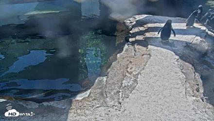 Birch Aquarium Penguin Exhibit Live Webcam - Oct 6, 2026, 12:38pm PDT