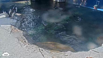 Birch Aquarium Penguin Exhibit Live Webcam - Sep 10, 2026, 12:49pm PDT