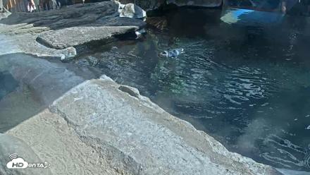 Birch Aquarium Penguin Exhibit Live Webcam - Sep 21, 2026, 2:44pm PDT
