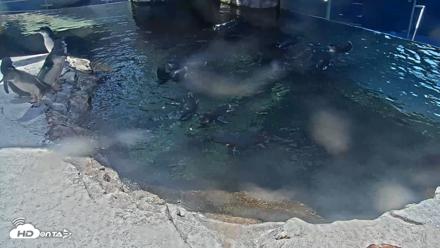 Birch Aquarium Penguin Exhibit Live Webcam - Sep 11, 2026, 1:39pm PDT