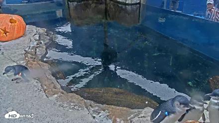 Birch Aquarium Penguin Exhibit Live Webcam - Oct 23, 2026, 11:22am PDT