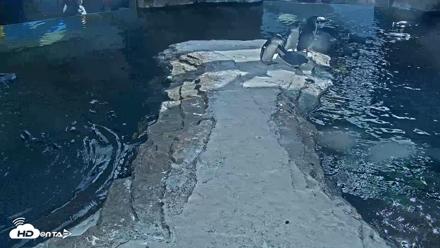 Birch Aquarium Penguin Exhibit Live Webcam - Sep 22, 2026, 3:06pm PDT
