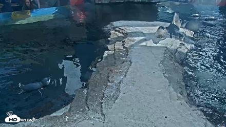 Birch Aquarium Penguin Exhibit Live Webcam - Sep 22, 2026, 3:10pm PDT