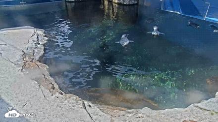 Birch Aquarium Penguin Exhibit Live Webcam - Aug 27, 2026, 11:38am PDT
