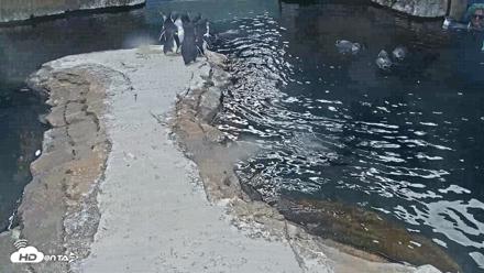Birch Aquarium Penguin Exhibit Live Webcam - Oct 12, 2026, 1:51pm PDT