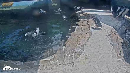 Birch Aquarium Penguin Exhibit Live Webcam - Sep 10, 2026, 12:50pm PDT
