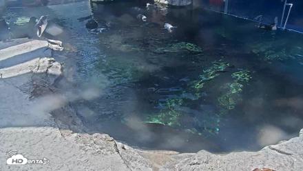 Birch Aquarium Penguin Exhibit Live Webcam - Oct 3, 2026, 1:25pm PDT