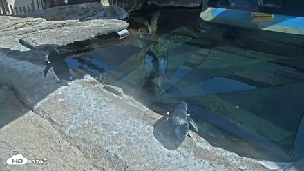 Birch Aquarium Penguin Exhibit Live Webcam - Sep 1, 2026, 3:07pm PDT