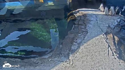 Birch Aquarium Penguin Exhibit Live Webcam - Sep 25, 2026, 9:52am PDT