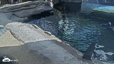 Birch Aquarium Penguin Exhibit Live Webcam - Sep 23, 2026, 12:32pm PDT