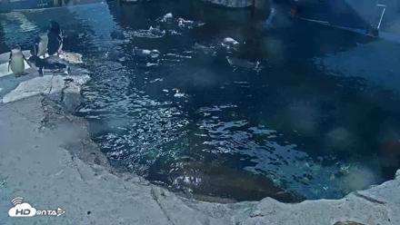 Birch Aquarium Penguin Exhibit Live Webcam - Sep 22, 2026, 3:08pm PDT