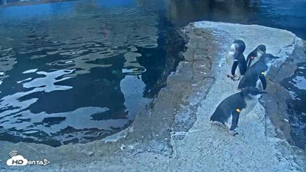 Birch Aquarium Penguin Exhibit Live Webcam - Oct 2, 2026, 7:40am PDT