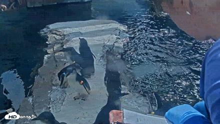 Birch Aquarium Penguin Exhibit Live Webcam - Sep 22, 2026, 3:21pm PDT