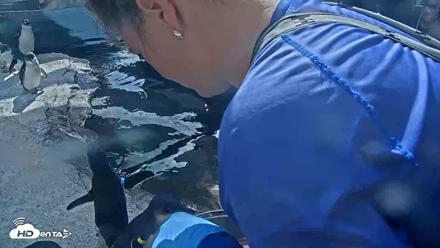Birch Aquarium Penguin Exhibit Live Webcam - Sep 22, 2026, 3:27pm PDT