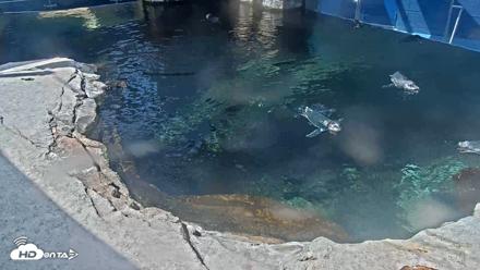 Birch Aquarium Penguin Exhibit Live Webcam - Sep 14, 2026, 11:27am PDT