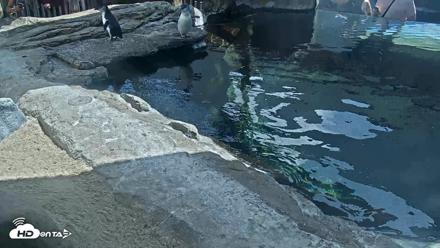 Birch Aquarium Penguin Exhibit Live Webcam - Sep 23, 2026, 12:34pm PDT