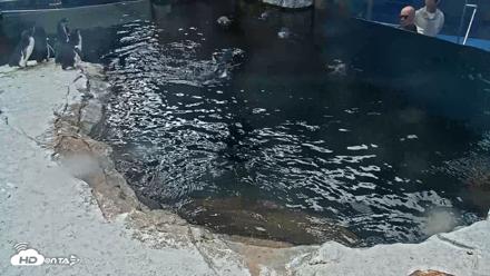 Birch Aquarium Penguin Exhibit Live Webcam - Oct 12, 2026, 1:50pm PDT