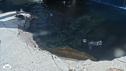 Birch Aquarium Penguin Exhibit Live Webcam - Sep 22, 2026, 12:39pm PDT