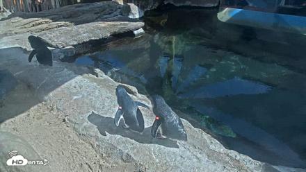 Birch Aquarium Penguin Exhibit Live Webcam - Sep 15, 2026, 2:57pm PDT