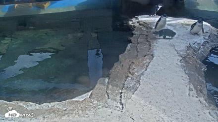Birch Aquarium Penguin Exhibit Live Webcam - Aug 25, 2026, 3:09pm PDT