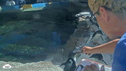 Birch Aquarium Penguin Exhibit Live Webcam - Sep 3, 2026, 3:13pm PDT