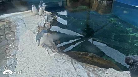 Birch Aquarium Penguin Exhibit Live Webcam - Sep 27, 2026, 10:15am PDT