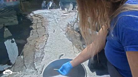 Birch Aquarium Penguin Exhibit Live Webcam - Aug 4, 2026, 10:10am PDT