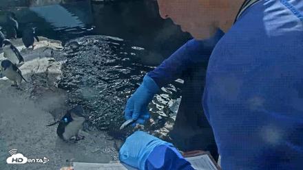Birch Aquarium Penguin Exhibit Live Webcam - Sep 22, 2026, 3:26pm PDT